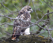 Red tailed Hawk 3728
